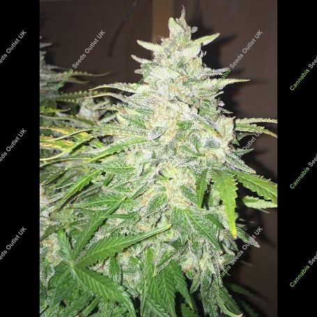 Sour Livers Auto Feminized Marijuana Strain by Mephisto Genetics For Sale Online at Cannabis Seeds Outlet