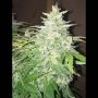 Sour Livers Auto Feminized Marijuana Strain by Mephisto Genetics For Sale Online at Cannabis Seeds Outlet