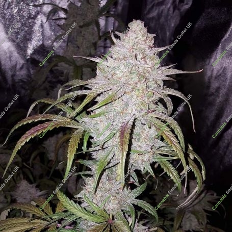Sour Stomper Auto Feminized Marijuana Strain by Mephisto Genetics For Sale Online at Cannabis Seeds Outlet