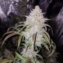 Sour Stomper Auto Feminized Marijuana Strain by Mephisto Genetics For Sale Online at Cannabis Seeds Outlet