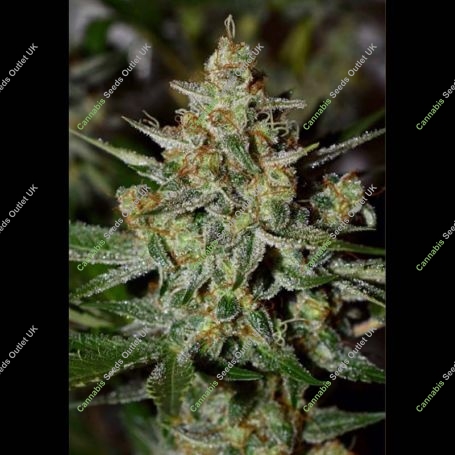 Stilton Special Auto Feminized Marijuana Strain by Mephisto Genetics For Sale Online at Cannabis Seeds Outlet