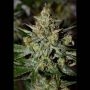 Stilton Special Auto Feminized Marijuana Strain by Mephisto Genetics For Sale Online at Cannabis Seeds Outlet
