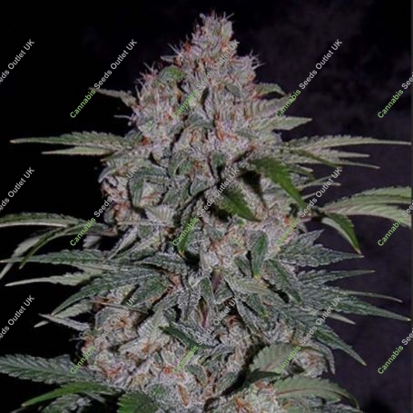 Strawberry Nuggets Auto Feminized Marijuana Strain by Mephisto Genetics For Sale Online at Cannabis Seeds Outlet