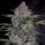 Strawberry Nuggets Auto Feminized Marijuana Strain by Mephisto Genetics For Sale Online at Cannabis Seeds Outlet