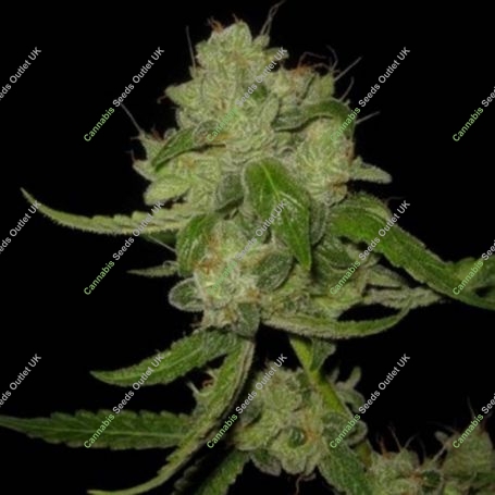 The Marijuana Strain by Mephisto Genetics For Sale Online at Cannabis Seeds Outlet