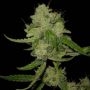The Marijuana Strain by Mephisto Genetics For Sale Online at Cannabis Seeds Outlet