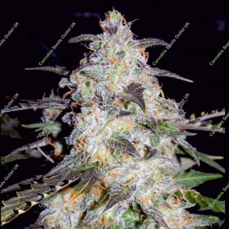 Toof Decay Auto Feminized Marijuana Strain by Mephisto Genetics For Sale Online at Cannabis Seeds Outlet