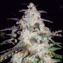 Toof Decay Auto Feminized Marijuana Strain by Mephisto Genetics For Sale Online at Cannabis Seeds Outlet