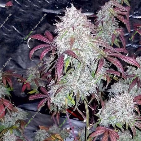 Tyrone Special Automatic Feminized Marijuana Strain by Mephisto Genetics For Sale Online at Cannabis Seeds Outlet
