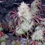 Tyrone Special Automatic Feminized Marijuana Strain by Mephisto Genetics For Sale Online at Cannabis Seeds Outlet