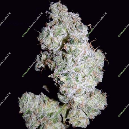 Walter Marijuana Strain by Mephisto Genetics For Sale Online at Cannabis Seeds Outlet