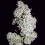 Walter Marijuana Strain by Mephisto Genetics For Sale Online at Cannabis Seeds Outlet