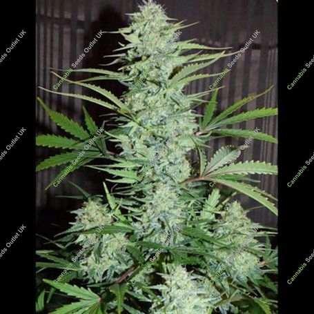 White n Bubbly Automatic Feminized Marijuana Strain by Mephisto Genetics For Sale Online at Cannabis Seeds Outlet