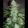White n Bubbly Automatic Feminized Marijuana Strain by Mephisto Genetics For Sale Online at Cannabis Seeds Outlet