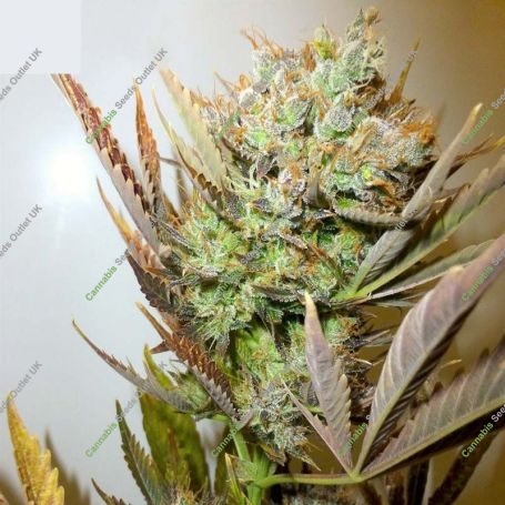 Ace Auto Feminized Marijuana Strain by Flash Seeds For Sale Online at Cannabis Seeds Outlet