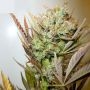 Ace Auto Feminized Marijuana Strain by Flash Seeds For Sale Online at Cannabis Seeds Outlet