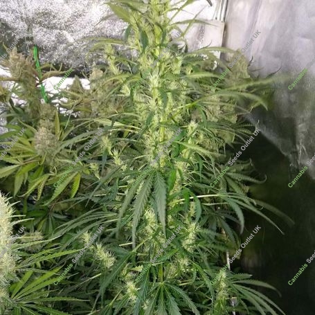 Amazing Cherry Auto Feminized Marijuana Strain by Flash Seeds For Sale Online at Cannabis Seeds Outlet