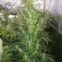 Amazing Cherry Auto Feminized Marijuana Strain by Flash Seeds For Sale Online at Cannabis Seeds Outlet