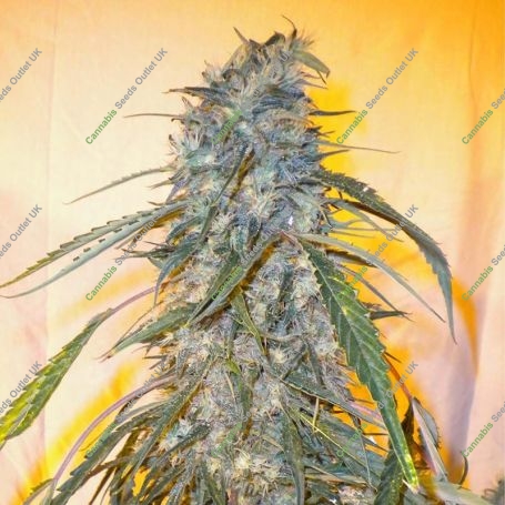 Annapurna Auto Feminized Marijuana Strain by Flash Seeds For Sale Online at Cannabis Seeds Outlet
