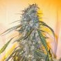 Annapurna Auto Feminized Marijuana Strain by Flash Seeds For Sale Online at Cannabis Seeds Outlet