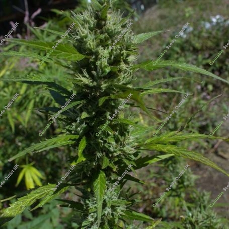 Black Samba Auto Feminized Marijuana Strain by Flash Seeds For Sale Online at Cannabis Seeds Outlet
