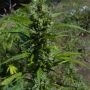 Black Samba Auto Feminized Marijuana Strain by Flash Seeds For Sale Online at Cannabis Seeds Outlet