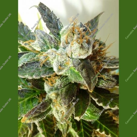 Bubble Crack Auto Regular Marijuana Strain by Flash Seeds For Sale Online at Cannabis Seeds Outlet