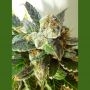 Bubble Crack Auto Regular Marijuana Strain by Flash Seeds For Sale Online at Cannabis Seeds Outlet