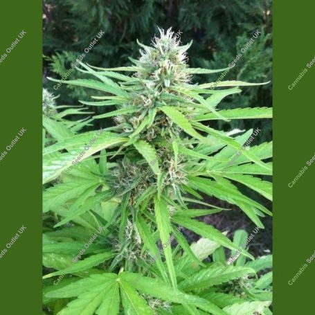 Bubble Hash Auto Feminized Marijuana Strain by Flash Seeds For Sale Online at Cannabis Seeds Outlet