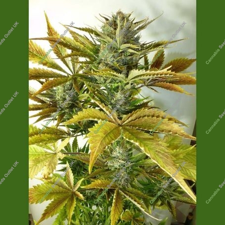 California Haze Auto Regular Marijuana Strain by Flash Seeds For Sale Online at Cannabis Seeds Outlet