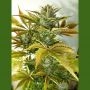 California Haze Auto Regular Marijuana Strain by Flash Seeds For Sale Online at Cannabis Seeds Outlet