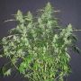 Chaze Female Automatic Flash Cannabis Seeds