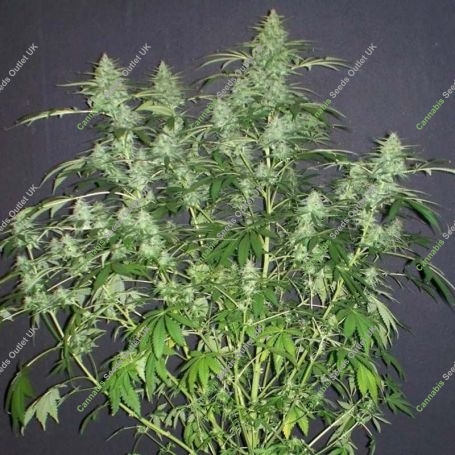 Chaze Auto Feminized Marijuana Strain by Flash Seeds For Sale Online at Cannabis Seeds Outlet