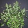 Chaze Auto Feminized Marijuana Strain by Flash Seeds For Sale Online at Cannabis Seeds Outlet