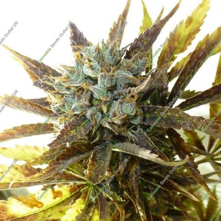 Chazy Auto Feminized Marijuana Strain by Flash Seeds For Sale Online at Cannabis Seeds Outlet