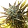 Chazy Auto Feminized Marijuana Strain by Flash Seeds For Sale Online at Cannabis Seeds Outlet