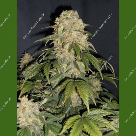 Cobra Auto Regular Marijuana Strain by Flash Seeds For Sale Online at Cannabis Seeds Outlet