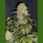Cobra Auto Regular Marijuana Strain by Flash Seeds For Sale Online at Cannabis Seeds Outlet