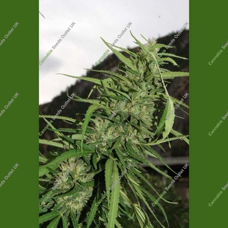 Cookie G13 Auto Feminized Marijuana Strain by Flash Seeds For Sale Online at Cannabis Seeds Outlet