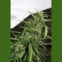 Cookie G13 Auto Feminized Marijuana Strain by Flash Seeds For Sale Online at Cannabis Seeds Outlet