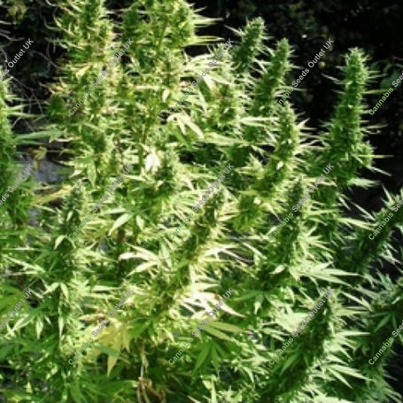 Critical Chaze Auto Feminized Marijuana Strain by Flash Seeds For Sale Online at Cannabis Seeds Outlet