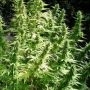 Critical Chaze Auto Feminized Marijuana Strain by Flash Seeds For Sale Online at Cannabis Seeds Outlet
