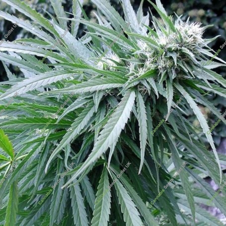 Copacabana Auto Feminized Marijuana Strain by Flash Seeds For Sale Online at Cannabis Seeds Outlet