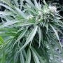 Copacabana Auto Feminized Marijuana Strain by Flash Seeds For Sale Online at Cannabis Seeds Outlet