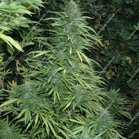 Cristal Fruity Kush Auto Feminized Marijuana Strain by Flash Seeds For Sale Online at Cannabis Seeds Outlet