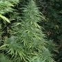 Cristal Fruity Kush Auto Feminized Marijuana Strain by Flash Seeds For Sale Online at Cannabis Seeds Outlet