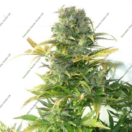 Stardust Auto Regular Marijuana Strain by Flash Seeds For Sale Online at Cannabis Seeds Outlet