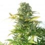Stardust Auto Regular Marijuana Strain by Flash Seeds For Sale Online at Cannabis Seeds Outlet