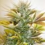 Diesel Haze Auto Regular Marijuana Strain by Flash Seeds For Sale Online at Cannabis Seeds Outlet