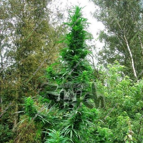 Doctor Shiva Auto Feminized Marijuana Strain by Flash Seeds For Sale Online at Cannabis Seeds Outlet